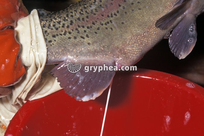 Truite - Ponte provoquée d'une truite arc-en-ciel mâle - gryphea.com